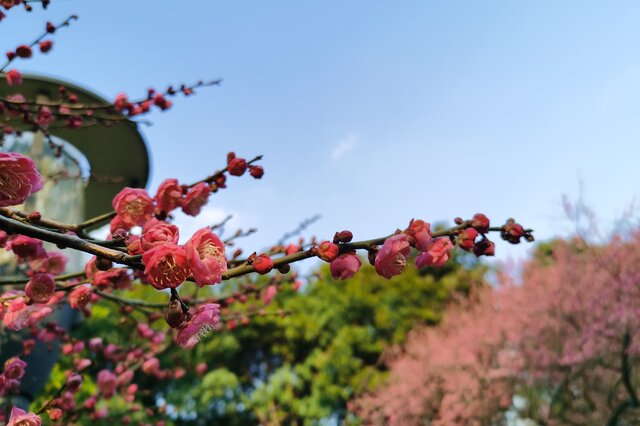 梅花-中国十大名花之梅花 梅花介绍 梅花的种类有哪些_植物