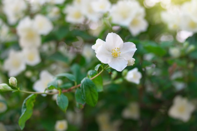 茉莉花-茉莉花介绍 茉莉花怎么养 茉莉花的花语_植物