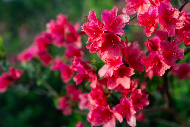 杜鹃花-杜鹃花简介 杜鹃怎么养_观花植物