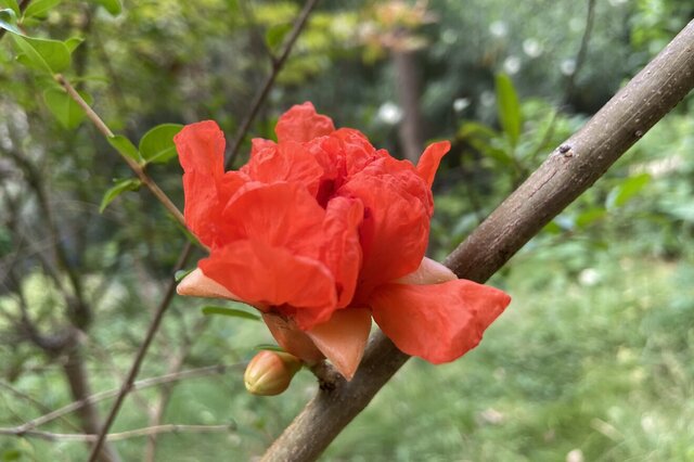 石榴花-落叶灌木 观赏花_观花植物