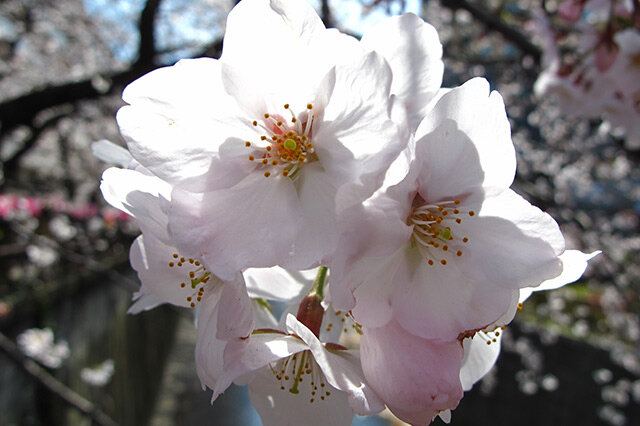 东京樱花-乔木 观赏花_观花植物