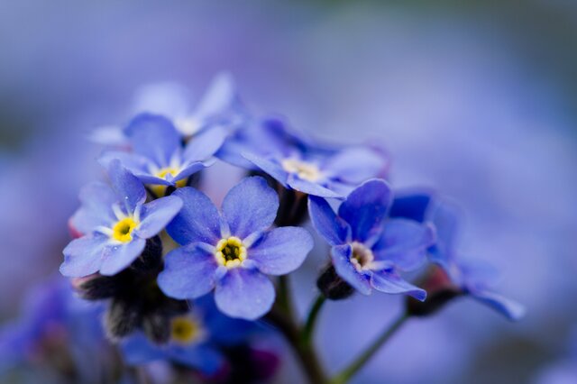 勿忘我-勿忘我花语 勿忘我花怎么养 勿忘草种植方法和时间_观花植物