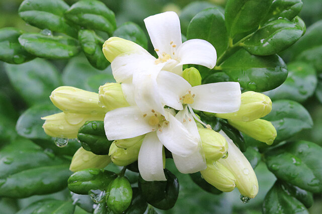 九里香-常绿灌木 观赏花_观花植物