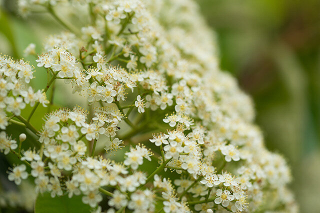 石楠花-石楠花花语 石楠怎么养 石楠的种类_观花植物