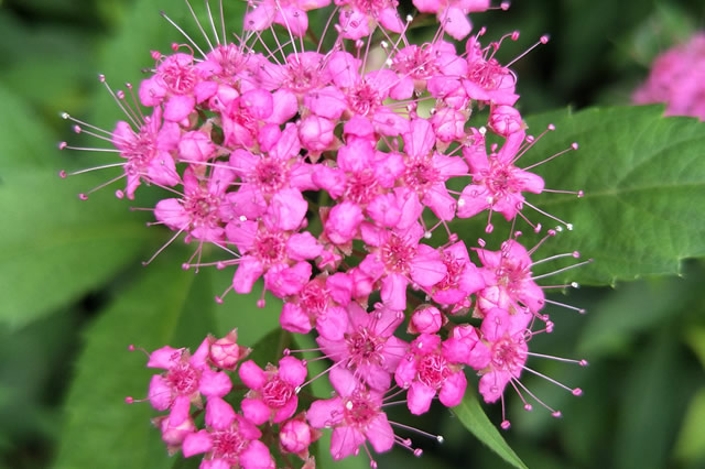 金焰绣线菊-多年生草本 观赏花_观花植物