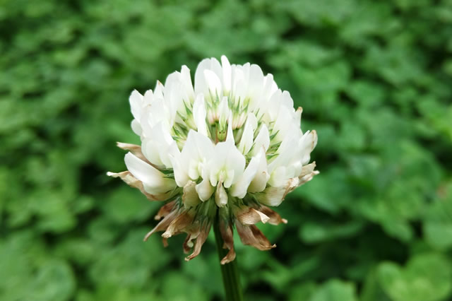 白车轴草-多年生草本 观赏花_观花植物