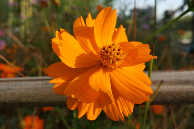 硫华菊-草本植物 观赏花_观花植物