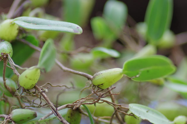 石仙桃-单叶植物 观赏花_观花植物