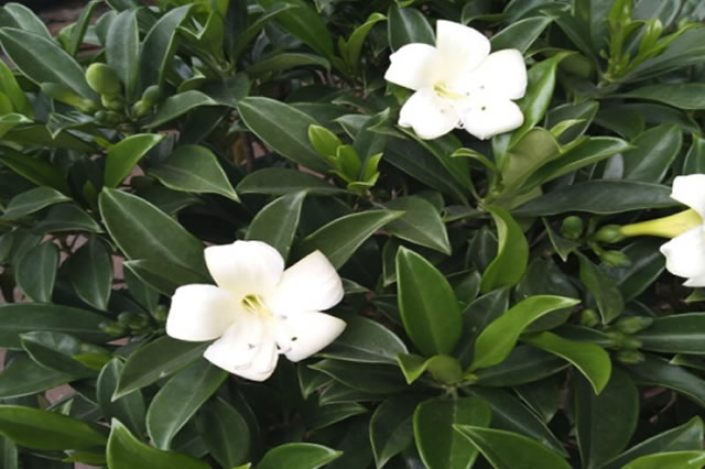 灰莉-常绿乔木 观赏花_观花植物