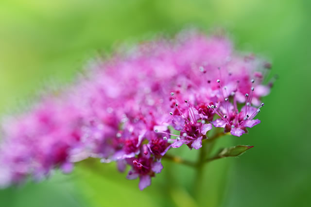 粉花绣线菊-直立灌木 观赏花_观花植物