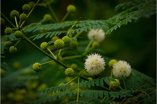 银合欢-豆科银合欢属_观花植物