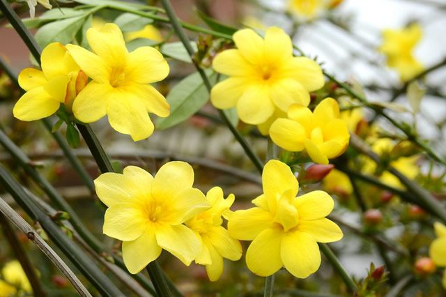 黄花夹竹桃-常绿乔木 观赏花_观花植物