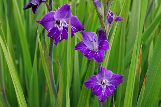 唐菖蒲-多年生草本 观赏花_观花植物