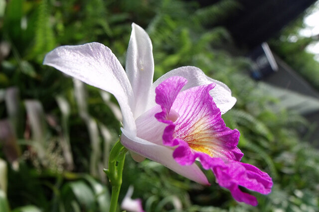 卡特兰-【多花指甲兰】多年生草本 观赏花_观花植物