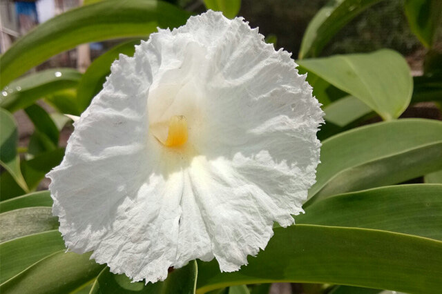 闭鞘姜-多年生草本植物 观赏花_观花植物