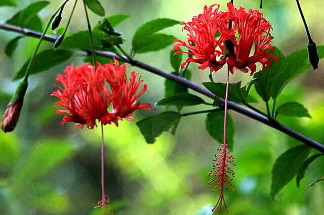 吊灯扶桑-常绿直立灌木 观赏花_ 花卉_观花植物