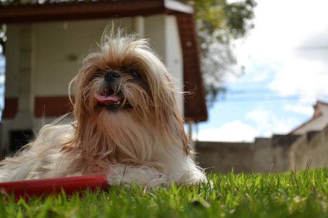 西施犬-西施犬介绍 狮子狗形态特征