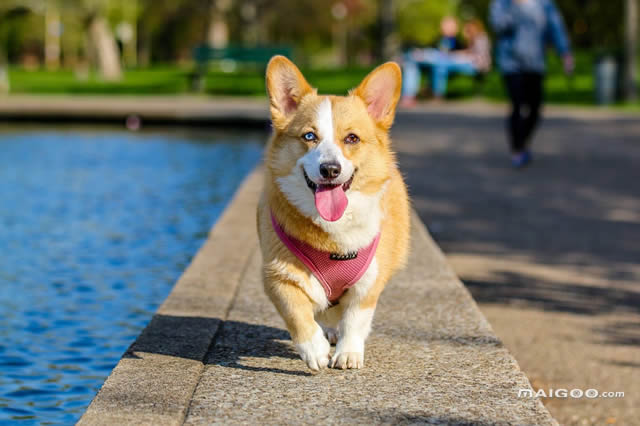 卡迪根威尔士柯基犬-卡迪根威尔士柯基犬简介 卡迪根柯基长什么样