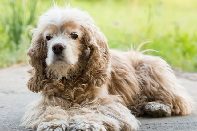 美国可卡犬-美国可卡犬介绍 美国可卡犬多少钱一只 美国可卡犬优缺点