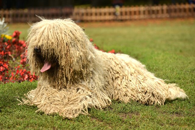 匈牙利牧羊犬-匈牙利牧羊犬介绍 可蒙犬的毛怎么打理 可蒙犬优缺点