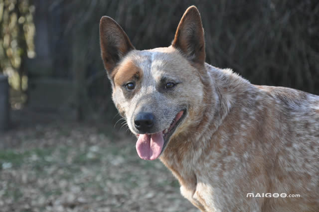 澳大利亚牧牛犬-澳大利亚牧牛犬好养吗 澳洲牧牛犬的优缺点 澳洲牧牛犬怎么养