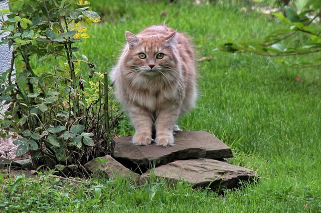 西伯利亚森林猫-西伯利亚森林猫介绍 西伯利亚猫好养吗 西伯利亚猫的特点