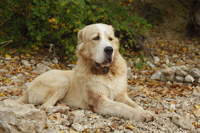 中亚牧羊犬-中亚牧羊犬简介 中亚牧羊犬好养吗 中亚犬的缺点