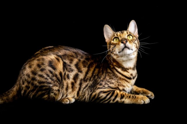 孟加拉豹猫-孟加拉豹猫好养吗 孟加拉猫的特点 孟加拉豹猫怎么养