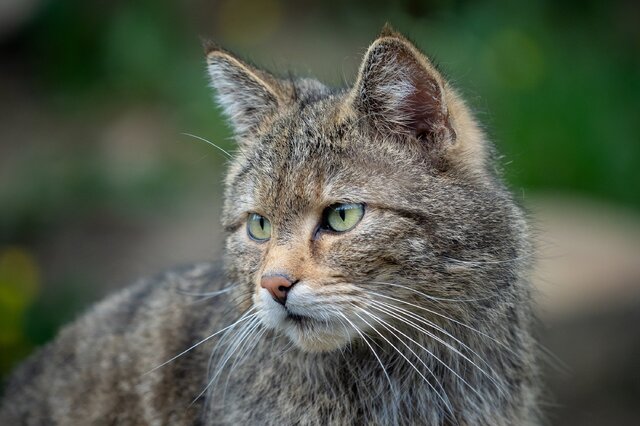 荒漠猫-荒漠猫简介 荒漠猫形态特征 荒漠猫分布范围 荒漠猫生长繁殖