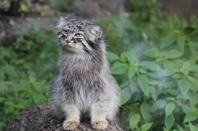 兔狲-兔狲简介 洋猞猁形态特征 兔狲分布范围