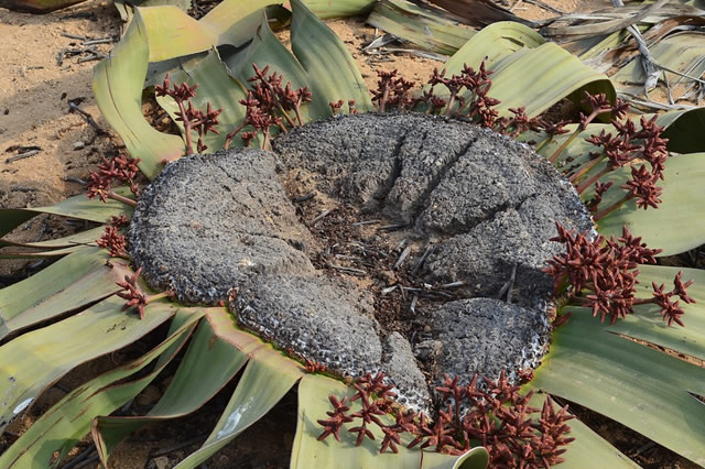 百岁兰-珍稀植物百岁兰 百岁兰简介 百岁兰是什么植物_植物