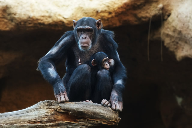 黑猩猩-黑猩猩介紹 最聰明的動物之黑猩猩