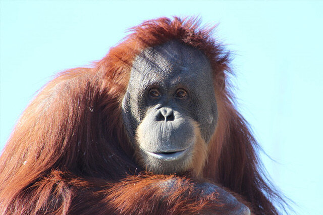 紅毛猩猩-紅毛猩猩介紹 紅毛猩猩智商 紅猩猩為什么會瀕臨滅絕
