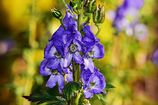 附子花-附子花简介 附子花形态特征_植物