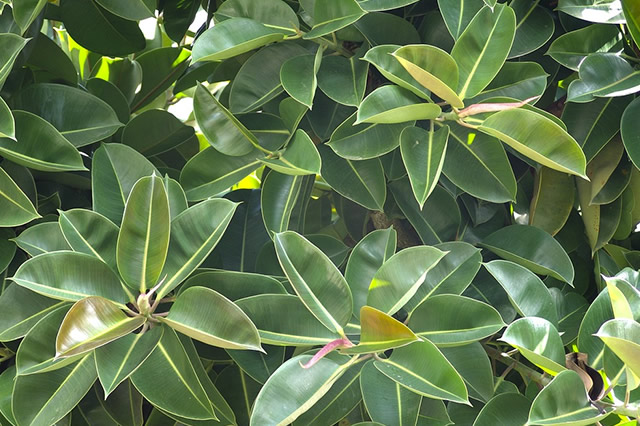 小叶橡胶树-小叶橡胶树介绍 小叶橡胶树形态特征_植物