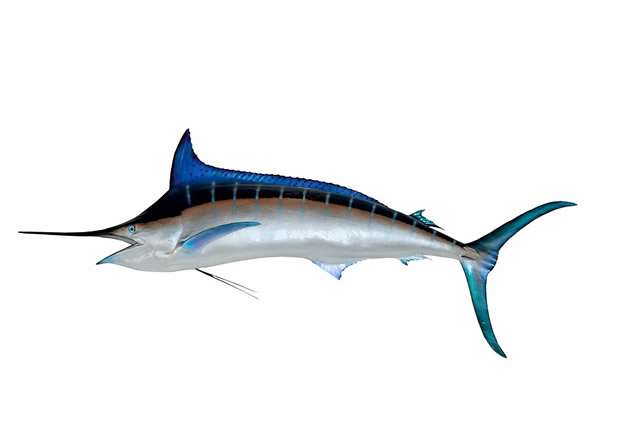 大西洋蓝枪鱼-大西洋蓝枪鱼介绍 大西洋蓝枪鱼分布范围 大西洋蓝枪鱼繁殖方式