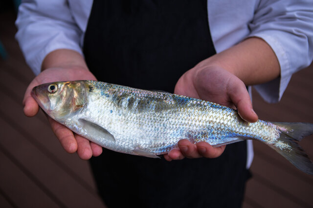 长江鲥鱼-长江鲥鱼介绍 鲥鱼的做法 鲥鱼的养殖技术