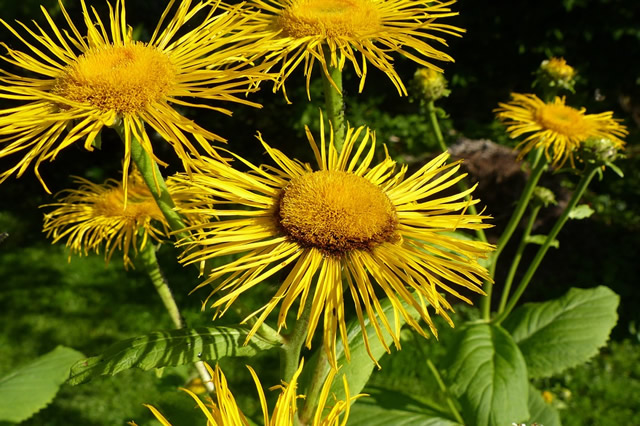 旋覆花-旋覆花介绍 旋覆花主要价值_观花植物