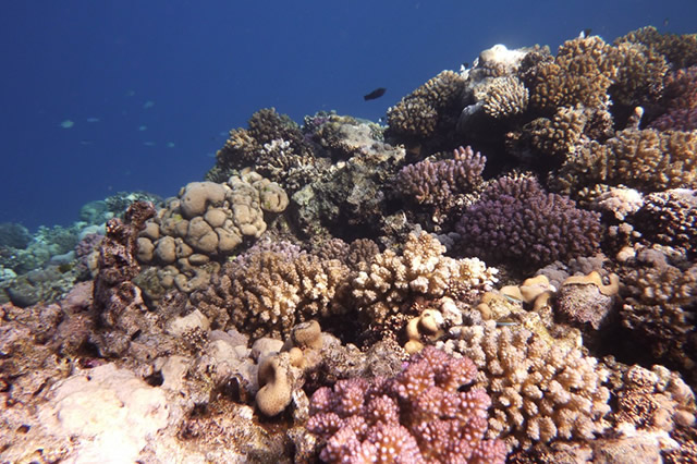 海绵动物-海绵动物简介 海绵动物是什么 海绵动物怎么呼吸