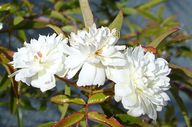 木香花-木香花形态特征 木香花养殖方法_植物