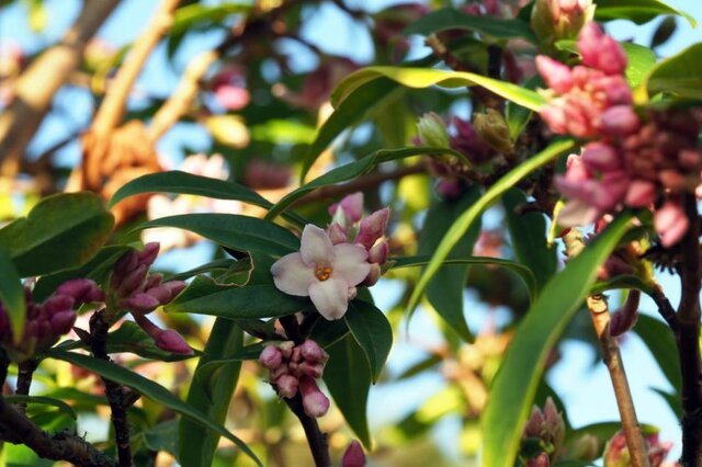 瑞香花-瑞香花形态特征 瑞香花分布范围_植物