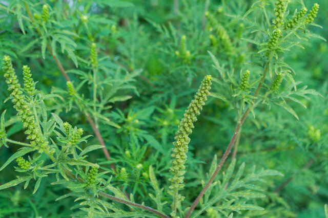 豚草-豚草形态特征 豚草分布范围_植物