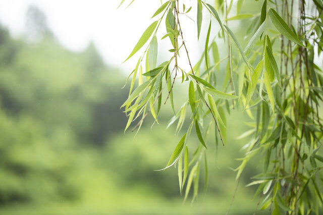 旱柳-简介分部范围主要价值形态特征功效作用