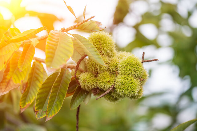 板栗树-板栗树形态特征 板栗树主要价值_植物