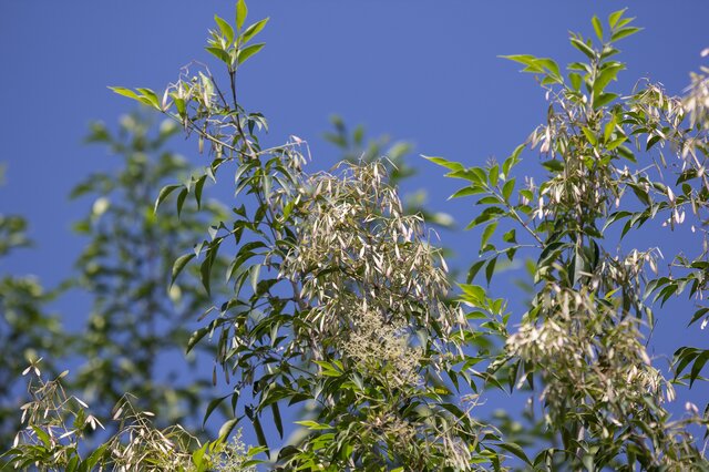 白蜡-简介分部范围主要价值形态特征功效作用