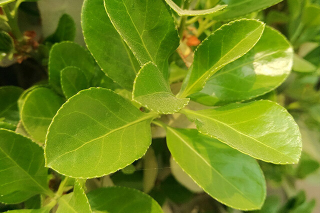 黄杨木-黄杨木介绍 黄杨木形态特征_植物