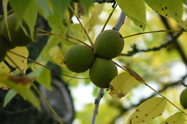 美国黑核桃-简介分部范围主要价值形态特征功效作用