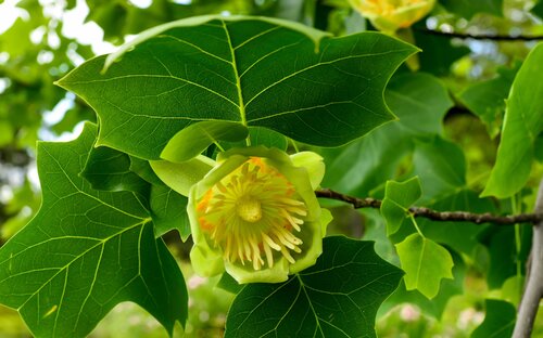 鹅掌揪-鹅掌揪形态特征 鹅掌揪主要价值_观花植物