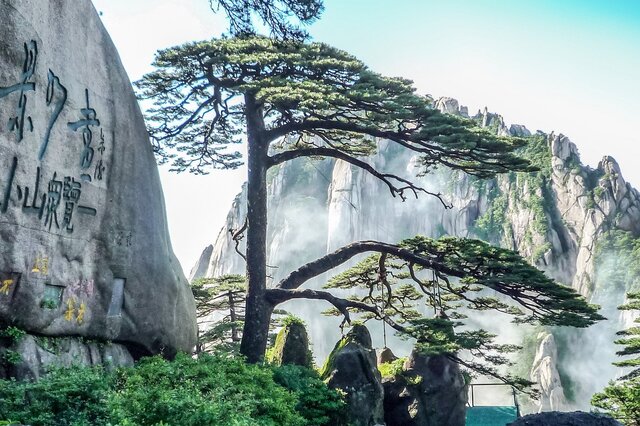 松树-松树形态特征 松树主要价值_植物