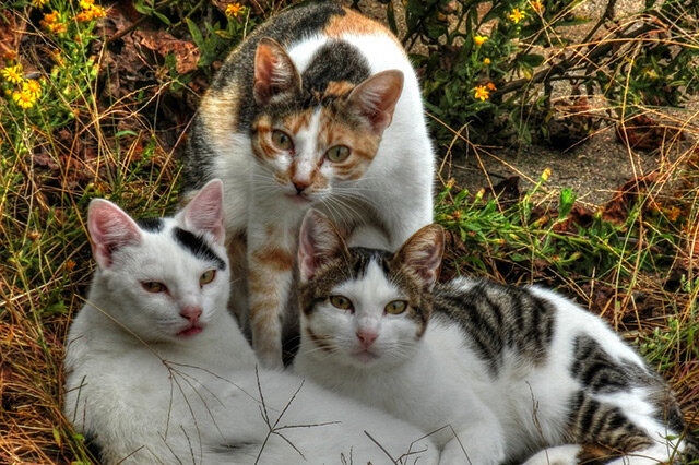 三花猫-三花猫简介 三花猫的性格 三花猫多少钱一只